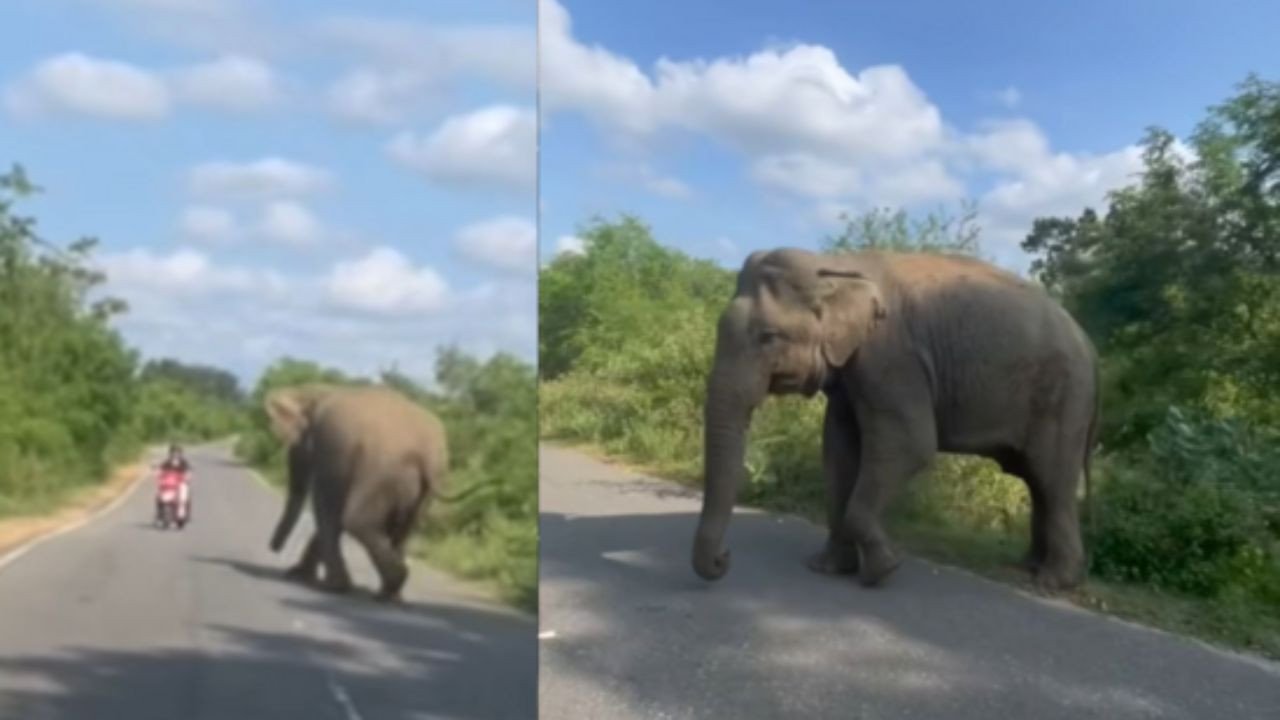 हाथी ने किया स्कूटर सवार पर हमला, एक सेकंड की चूक और जाती जान; देखें चौकाने वाला वायरल वीडियो