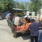 बाकरोल करुणा मंदिर: जीव दया प्रेमियों ने गायों को खिलाए तीन टन तरबूज | Patrika News