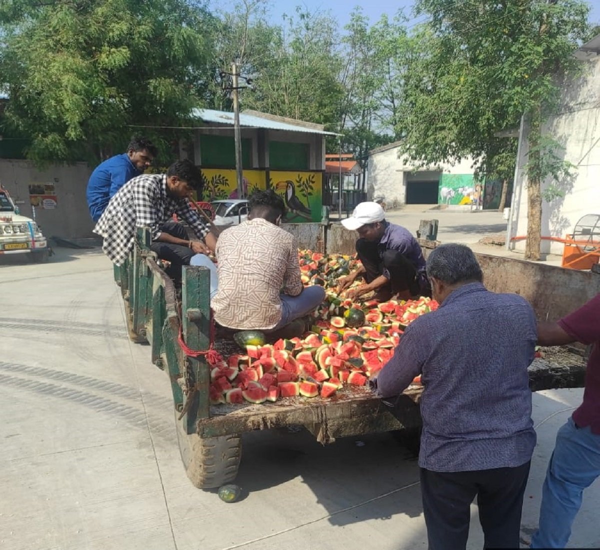 बाकरोल करुणा मंदिर: जीव दया प्रेमियों ने गायों को खिलाए तीन टन तरबूज | Patrika News