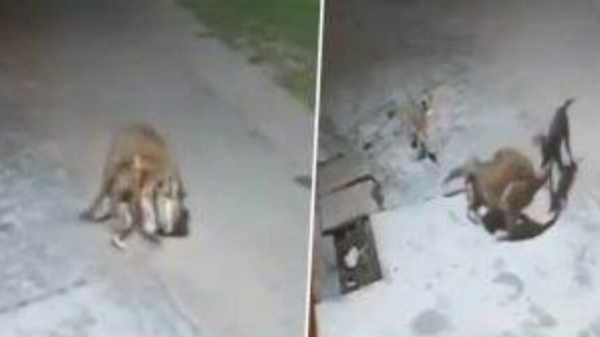 हरिद्वार में रात के अंधेरे में तेंदुए ने किया कुत्ते पर हमला, लेकिन कुत्तों की टीम ने खदेड़ दिया बाहर-VIDEO