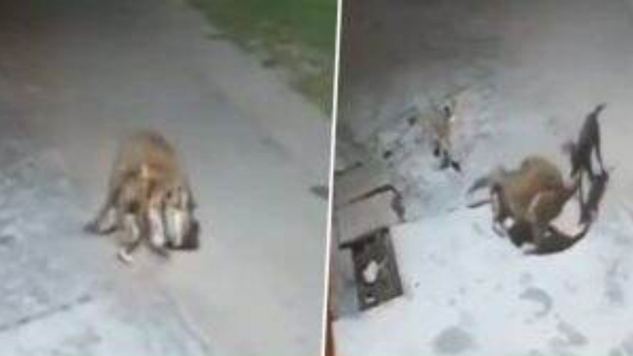 हरिद्वार में रात के अंधेरे में तेंदुए ने किया कुत्ते पर हमला, लेकिन कुत्तों की टीम ने खदेड़ दिया बाहर-VIDEO