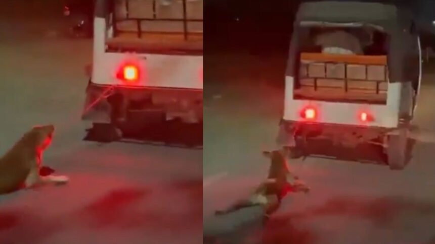 कुत्ते को ऑटो में बांधकर 500 मीटर तक घसीटता रहा ड्राइवर, सोशल मीडिया पर फूटा लोगों का गुस्सा; देखें ये दर्दनाक VIDEO
