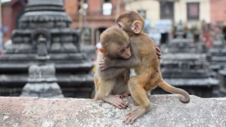 Two Dozen Monkeys Killed In Air Gun: 12 बंदरों को गोली से उड़ाया, 11 की दर्दनाक मौत, सनकी शख्स से हिली कृष्ण नगरी