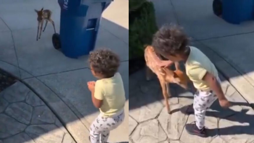Viral Video: बच्चे और हिरण के बीच प्यारी मुलाकात ने जीता इंटरनेट यूजर्स का दिल, वीडियो देखकर आपका भी दिन बन जाएगा