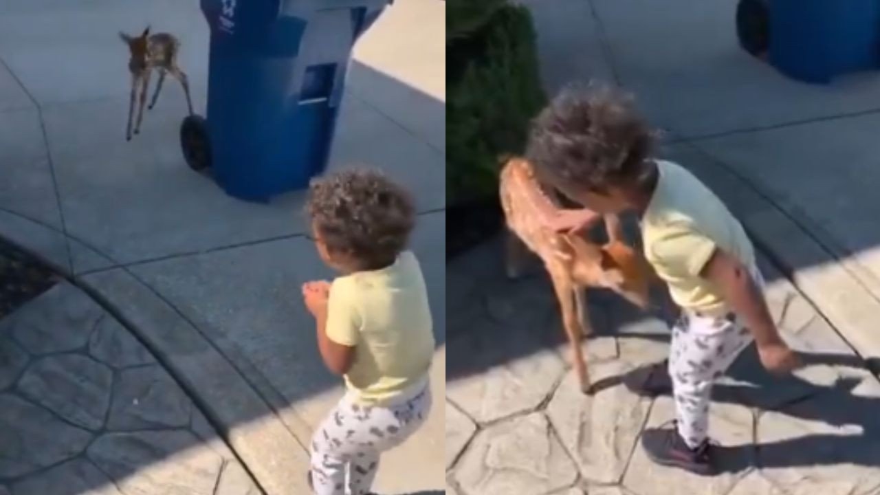 Viral Video: बच्चे और हिरण के बीच प्यारी मुलाकात ने जीता इंटरनेट यूजर्स का दिल, वीडियो देखकर आपका भी दिन बन जाएगा