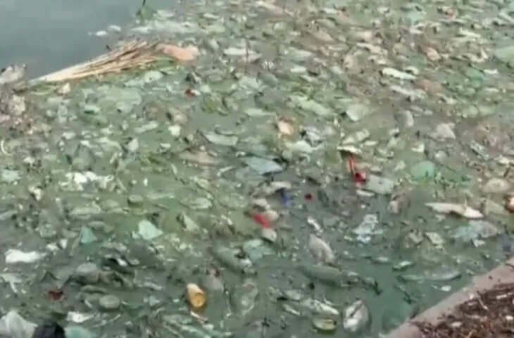 भीलवाड़ा के धानदोलाई तलाई में अचानक मरीं हज़ारों मछलियां, बस्तियों में फैली दुर्गंध