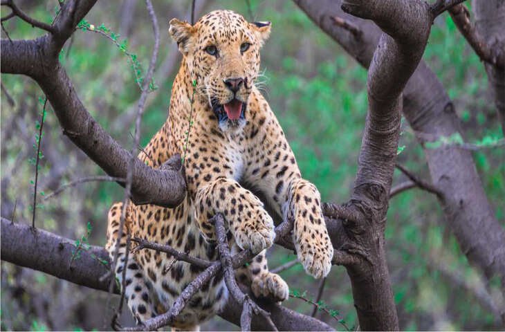 राजस्थान का वाइल्ड हॉटस्पॉट! क्यों है पर्यटकों के लिए खास झालाना लेपर्ड सफारी, वायरल डॉक्यूमेंट्री में जानें इसकी पूरी कहानी