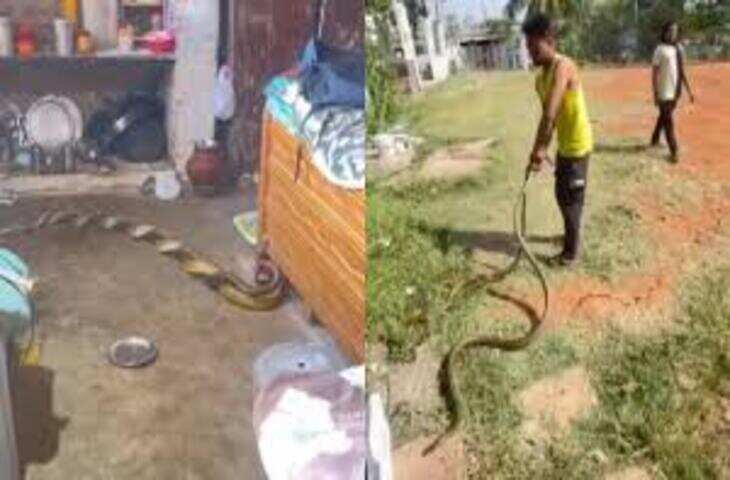 घर के अंदर आपस में लिपटे दिखे दो सांप, शख्स ने खिलौने की तरह पकड़ लिए, वीडियो वायरल