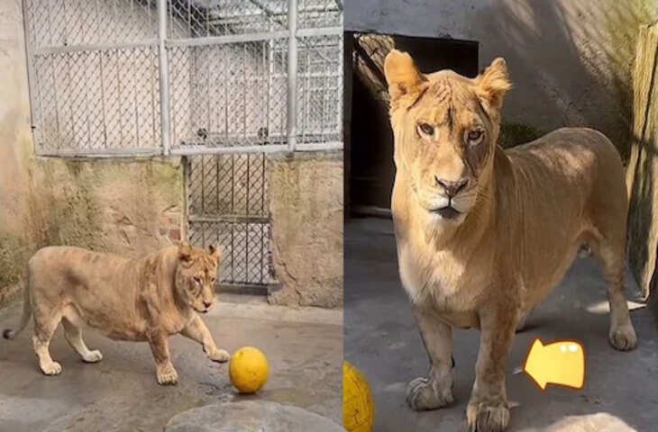 कॉर्गी नाम के बौने शेर ने अपनी क्यूटनेस से जीता इंटरनेट का दिल, इन्टरनेट पर ताबड़तोड़ वायरल हो रहा मनमोहर वीडियो 